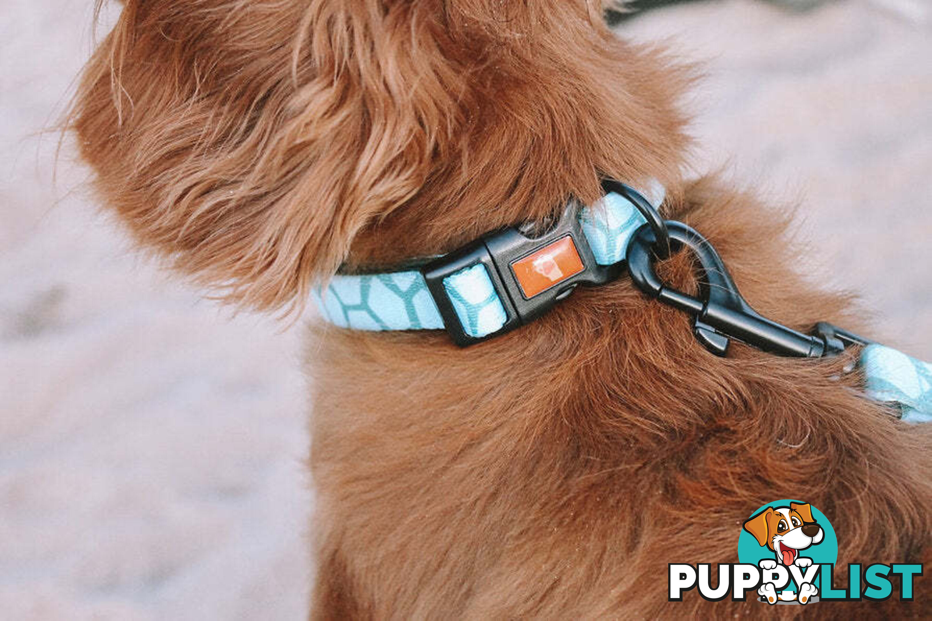Designer Dog Collars by Explore with Paws - EWPCOLXSLEON