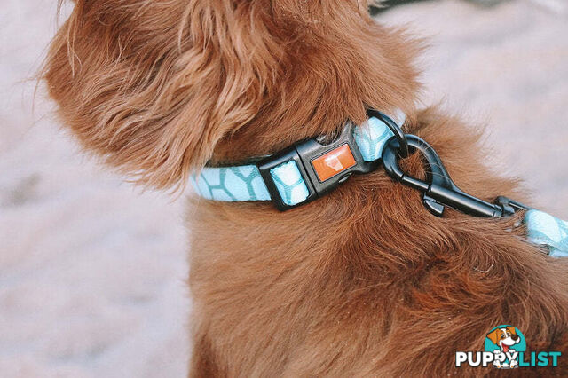 Designer Dog Collars by Explore with Paws - EWPCOLXSLEON