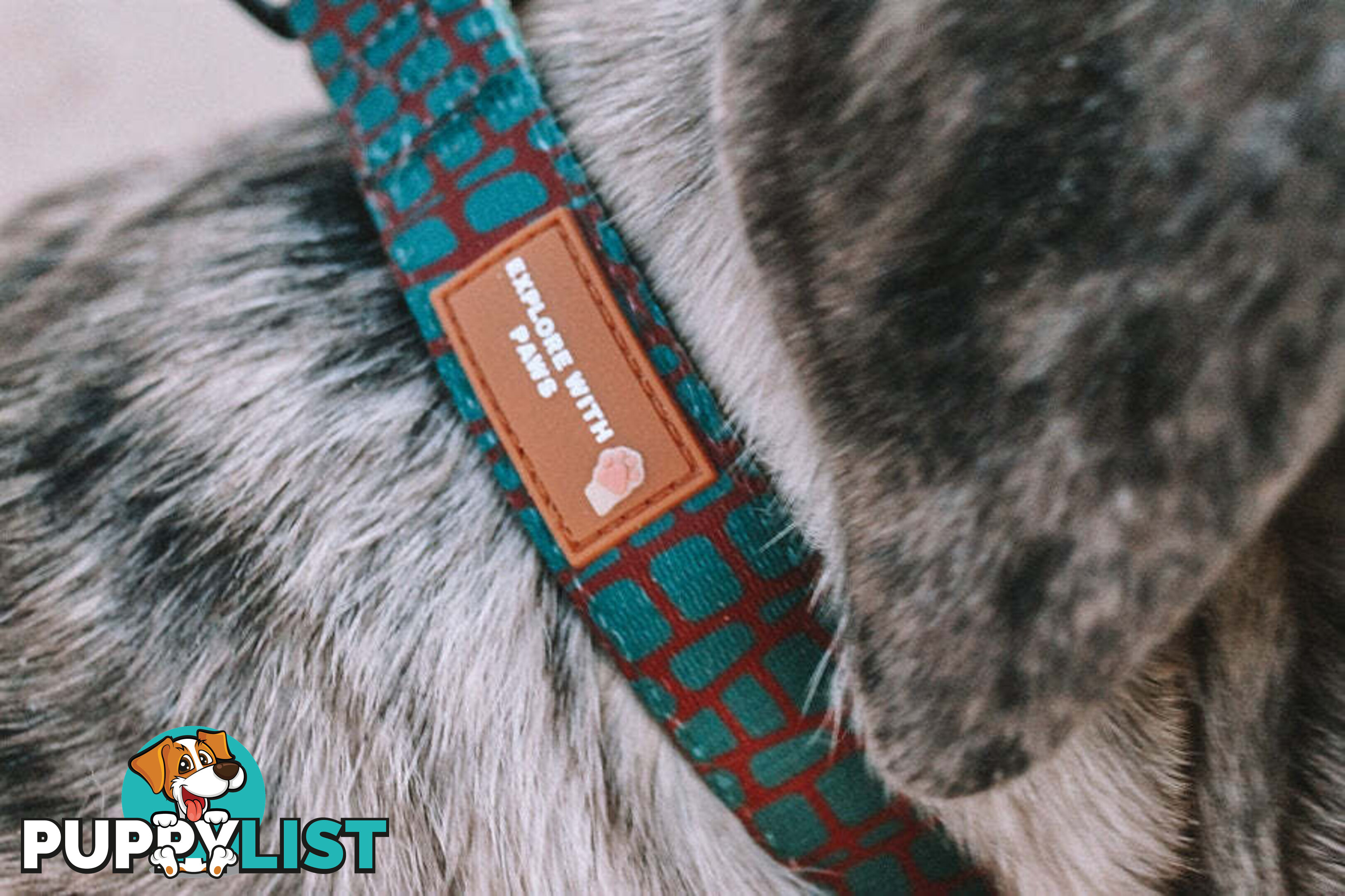 Designer Dog Collars by Explore with Paws - EWPCOLXSLEON