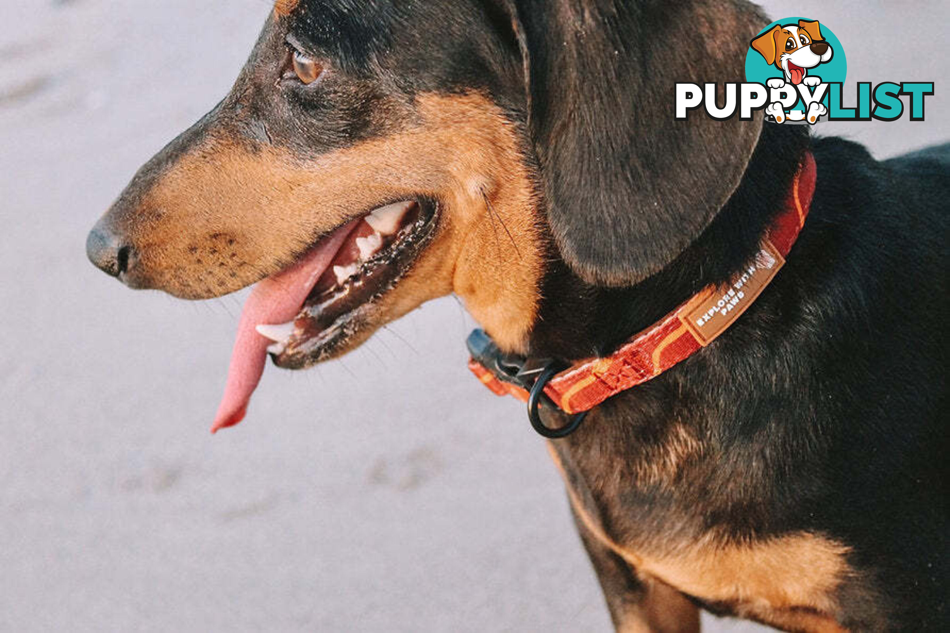Designer Dog Collars by Explore with Paws - EWPCOLXSLEON