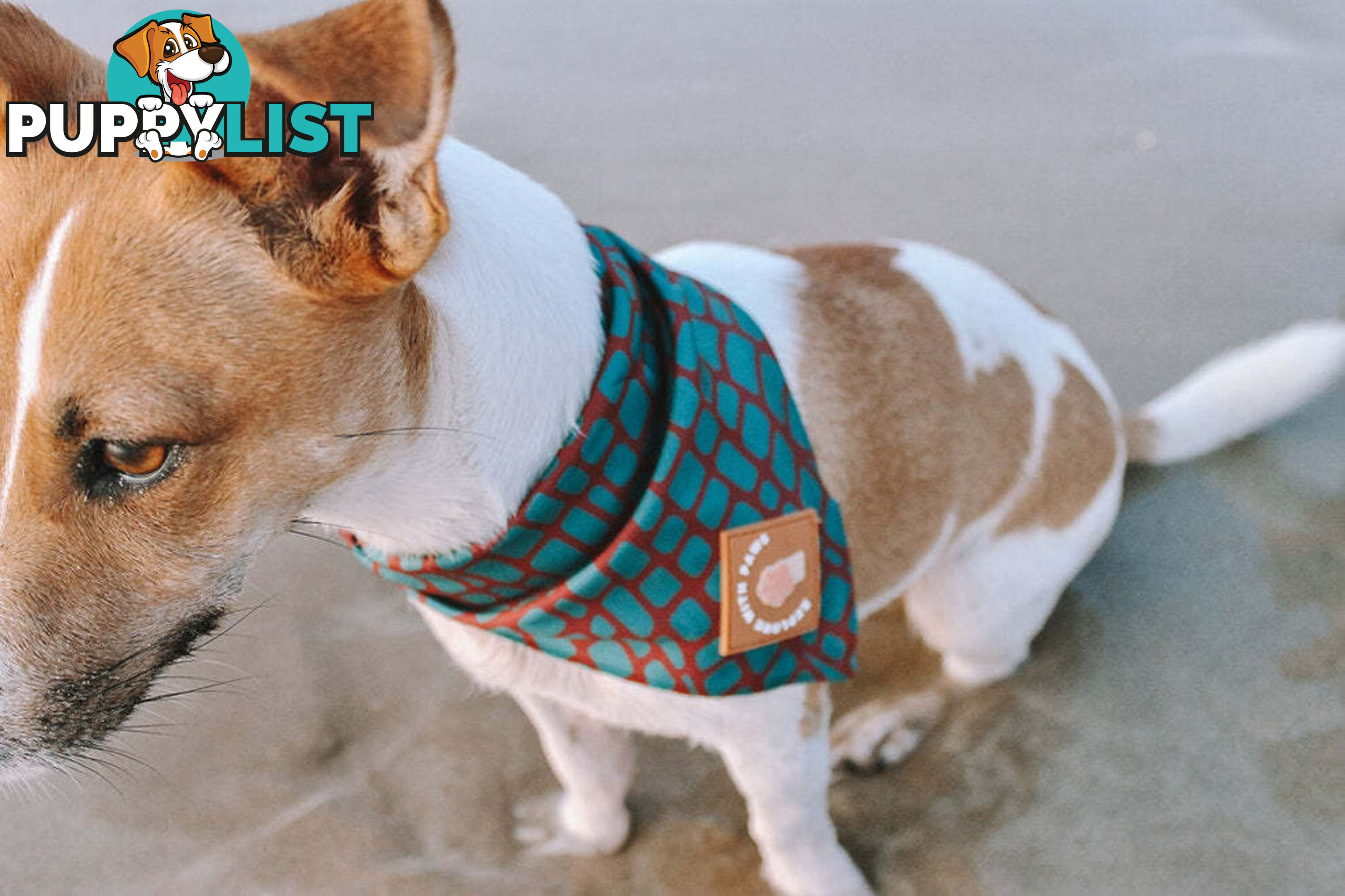 Designer Dog Bandana's by Explore with Paws - EWPBANMTUR