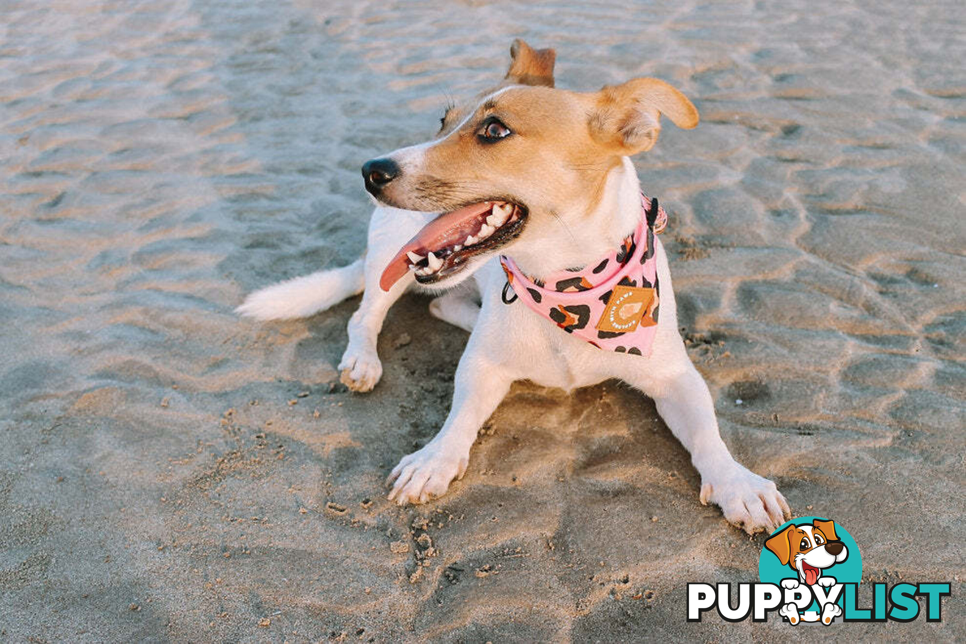 Designer Dog Bandana's by Explore with Paws - EWPBANMTUR