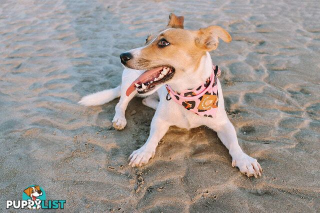 Designer Dog Bandana's by Explore with Paws - EWPBANMTUR