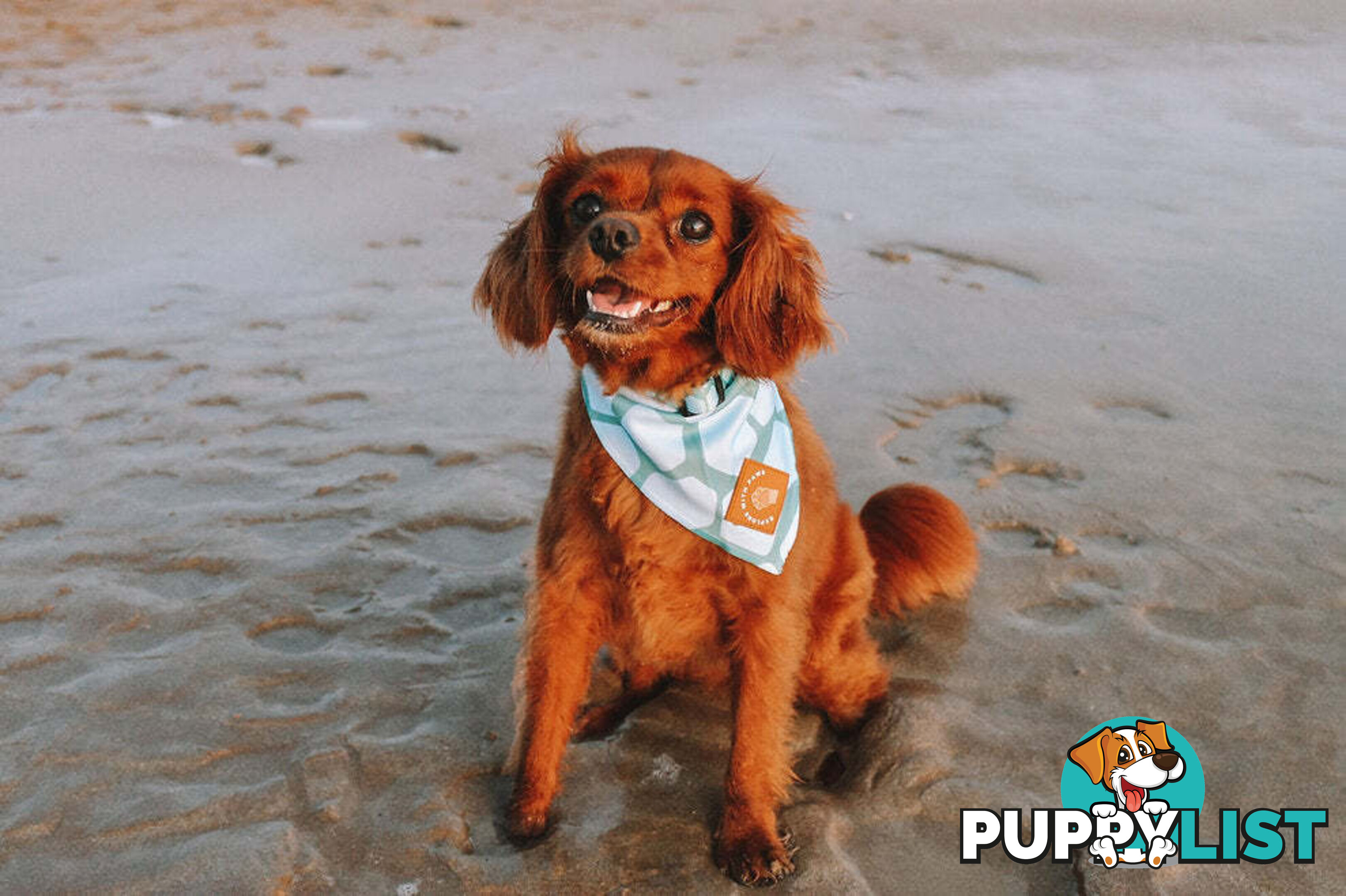 Designer Dog Bandana's by Explore with Paws - EWPBANMTUR