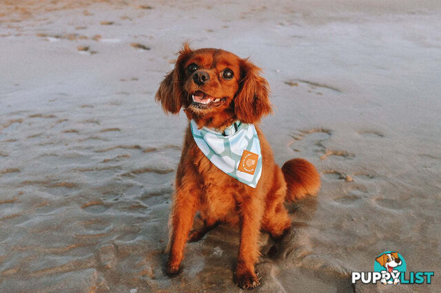 Designer Dog Bandana's by Explore with Paws - EWPBANMTUR