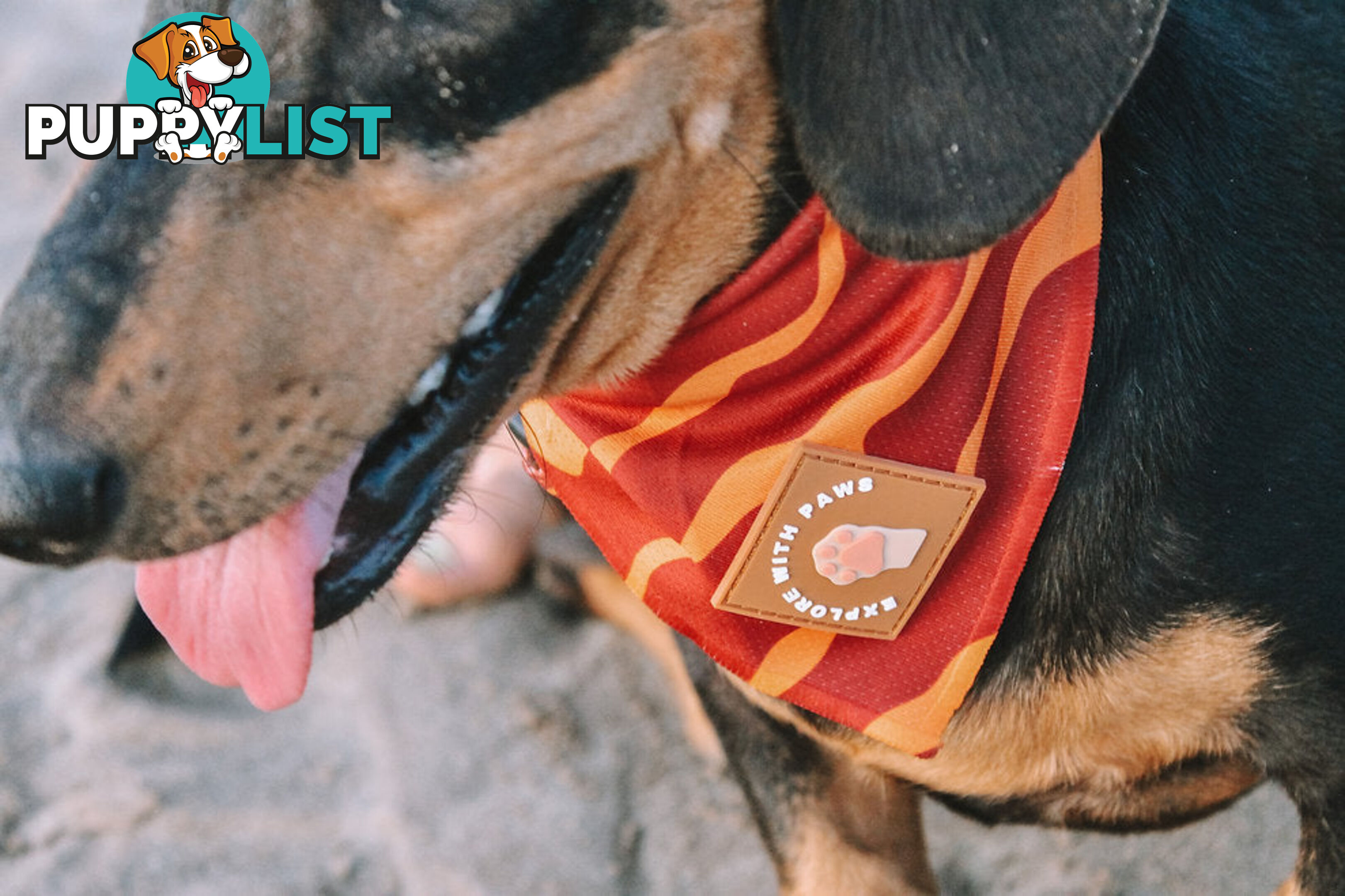 Designer Dog Bandana's by Explore with Paws - EWPBANMTUR