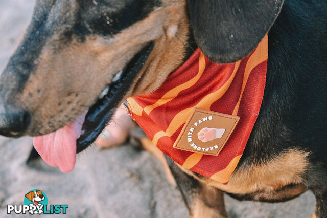 Designer Dog Bandana's by Explore with Paws - EWPBANMTUR