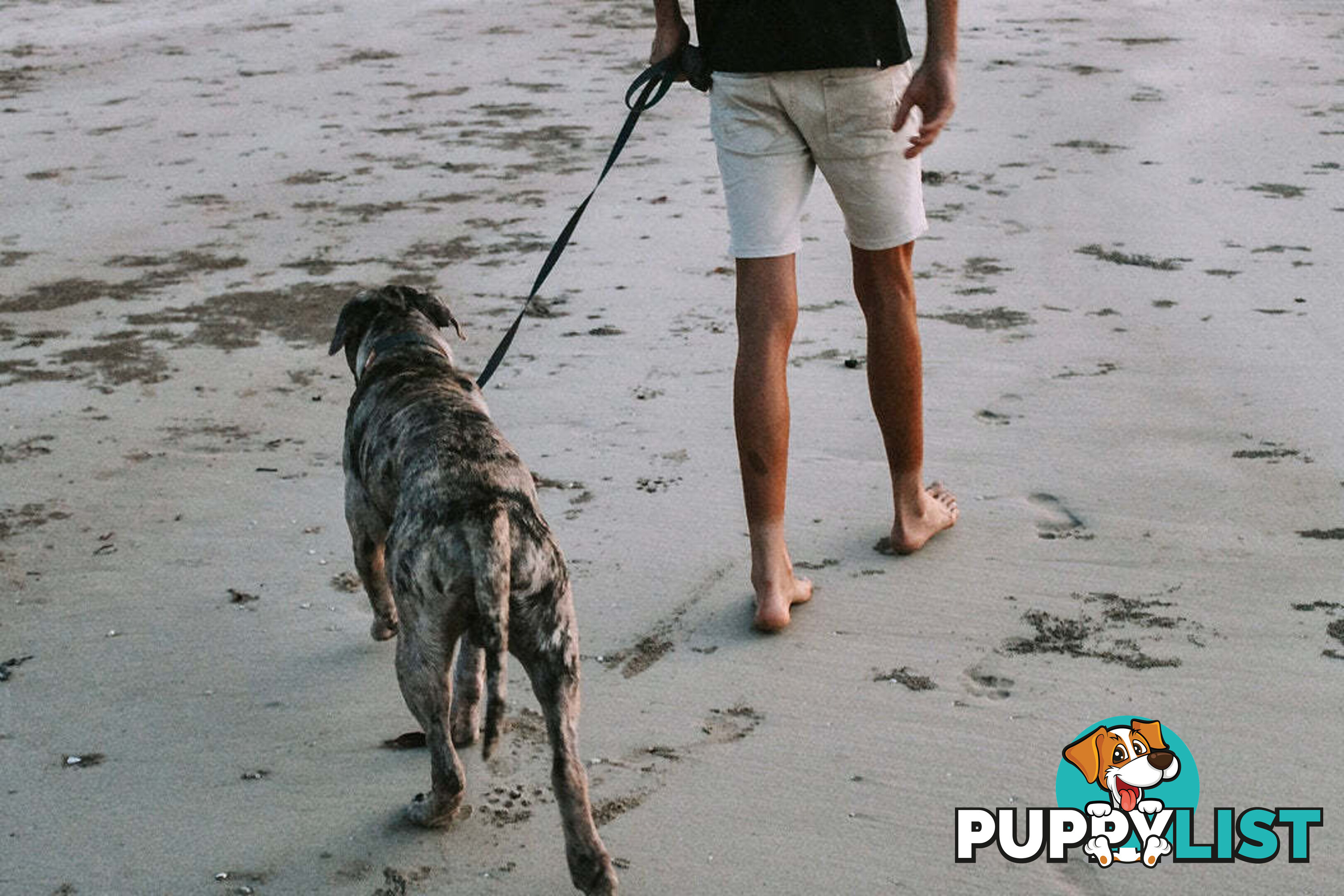 Designer Dog Leads by Explore with Paws - EWPLDTUR