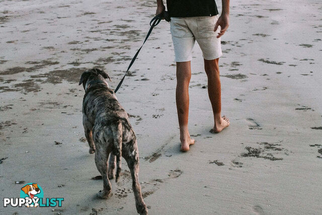 Designer Dog Leads by Explore with Paws - EWPLDTUR