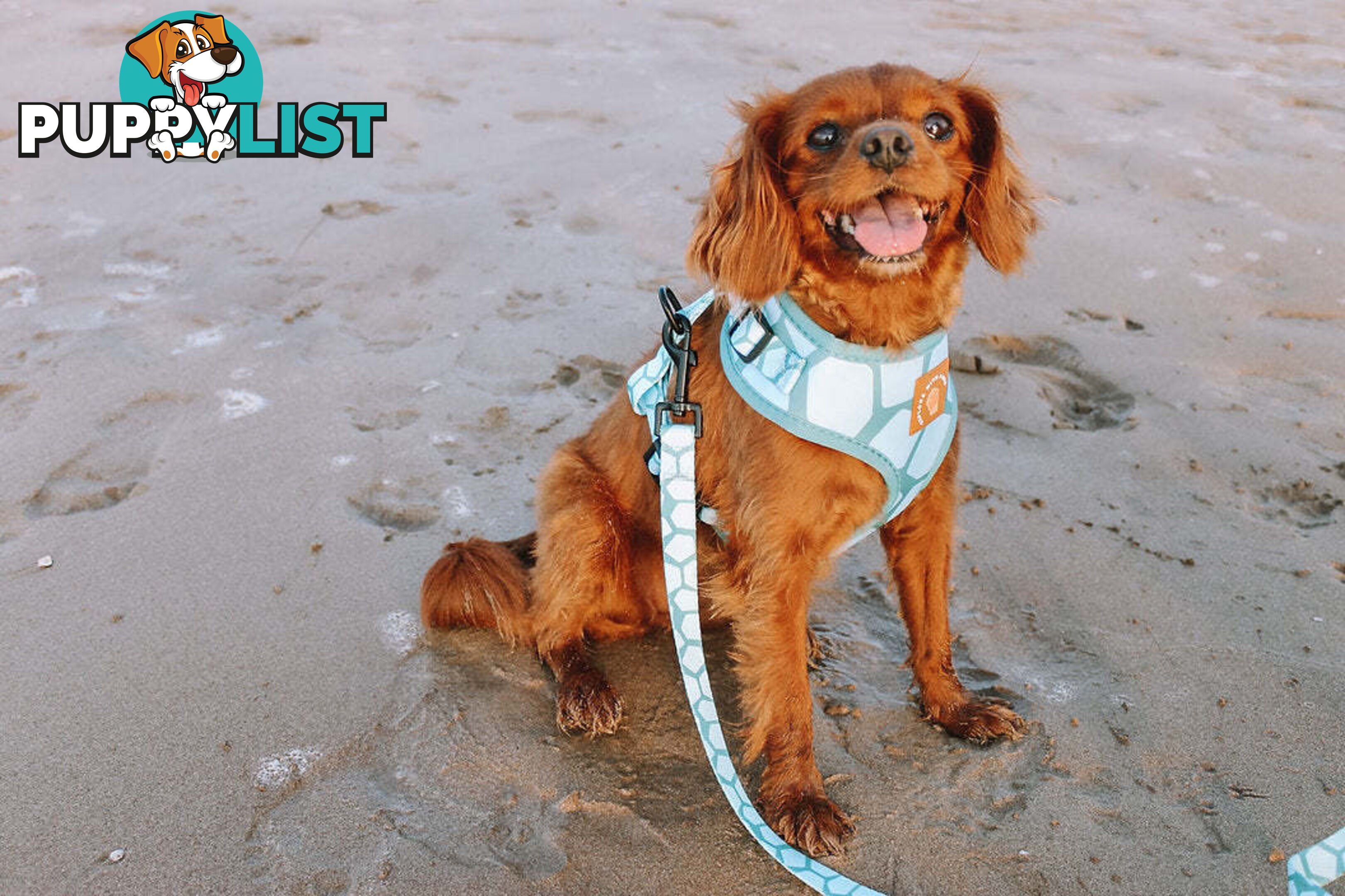 Designer Dog Leads by Explore with Paws - EWPLDTUR