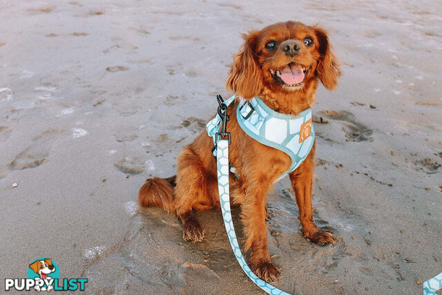 Designer Dog Leads by Explore with Paws - EWPLDTUR