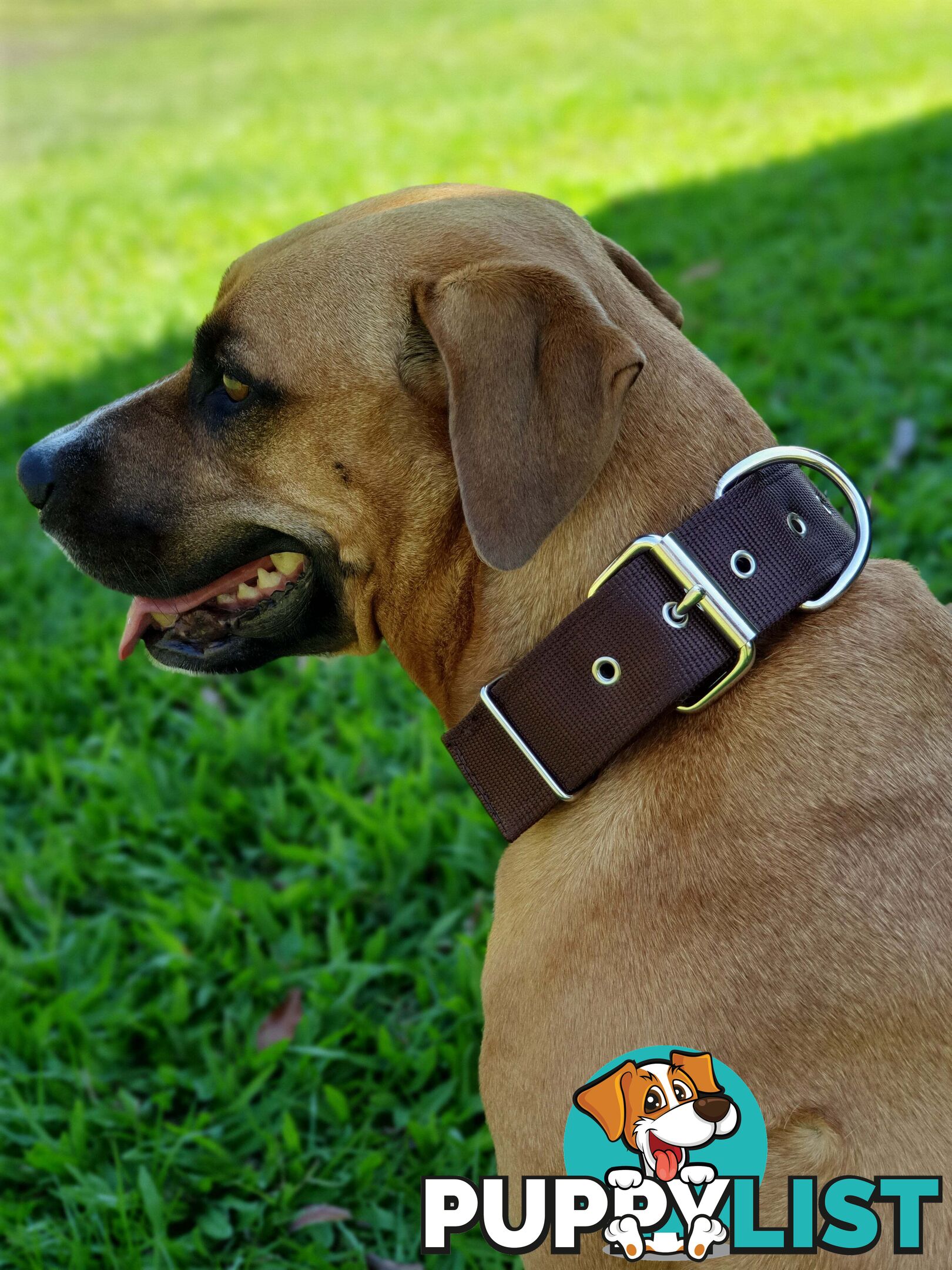 Dog Collar Tough Wide Double Layer Nylon Heavy Duty - Prestige. - PPP-18-1350-22-BK