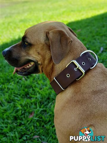 Dog Collar Tough Wide Double Layer Nylon Heavy Duty - Prestige. - PPP-18-1350-22-BK
