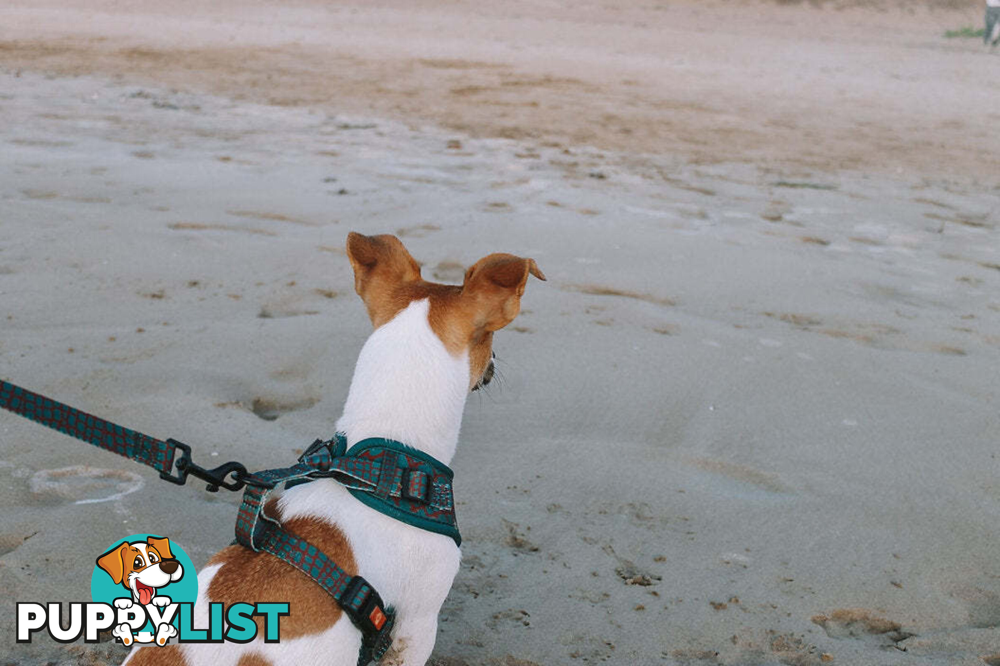 Designer Dog Harness by Explore with Paws - EWPHARTURSN