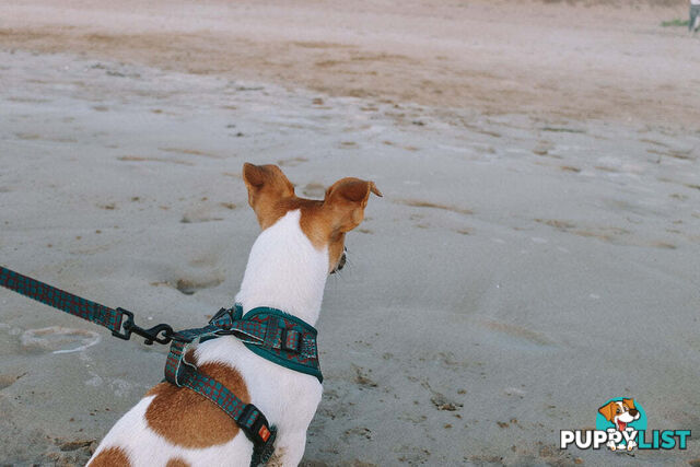 Designer Dog Harness by Explore with Paws - EWPHARTURSN