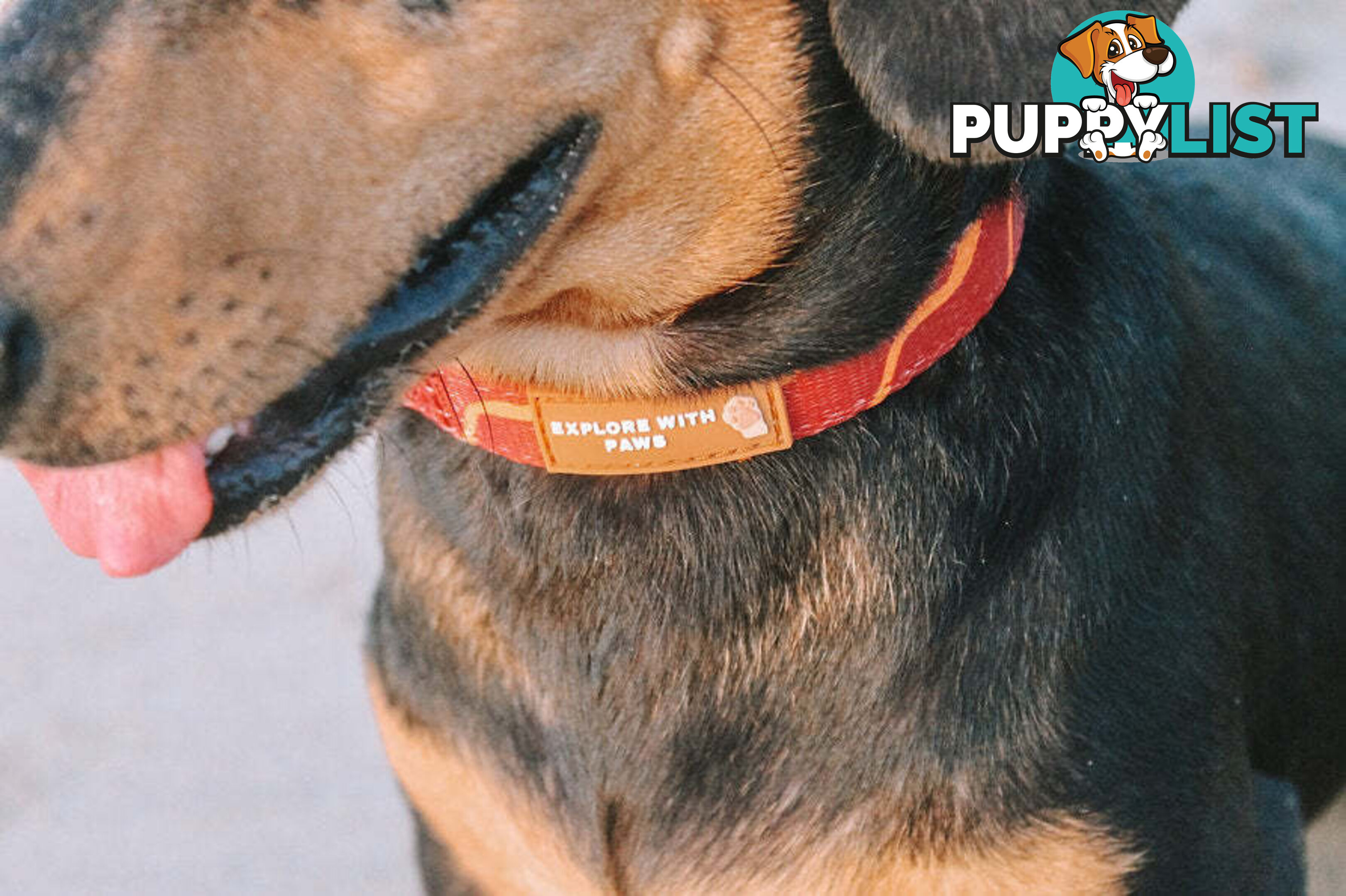 Designer Dog Collars by Explore with Paws - EWPCOLXSTURN