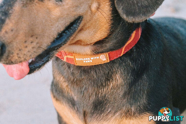 Designer Dog Collars by Explore with Paws - EWPCOLXSTURN