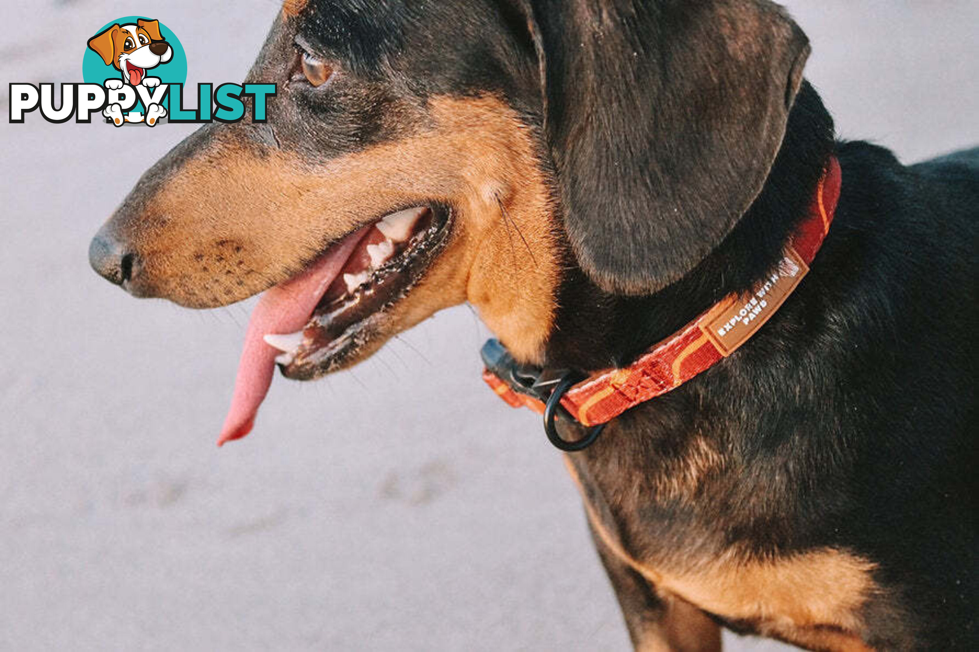 Designer Dog Collars by Explore with Paws - EWPCOLXSTURN