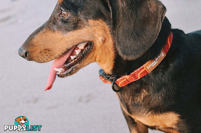 Designer Dog Collars by Explore with Paws - EWPCOLXSTURN