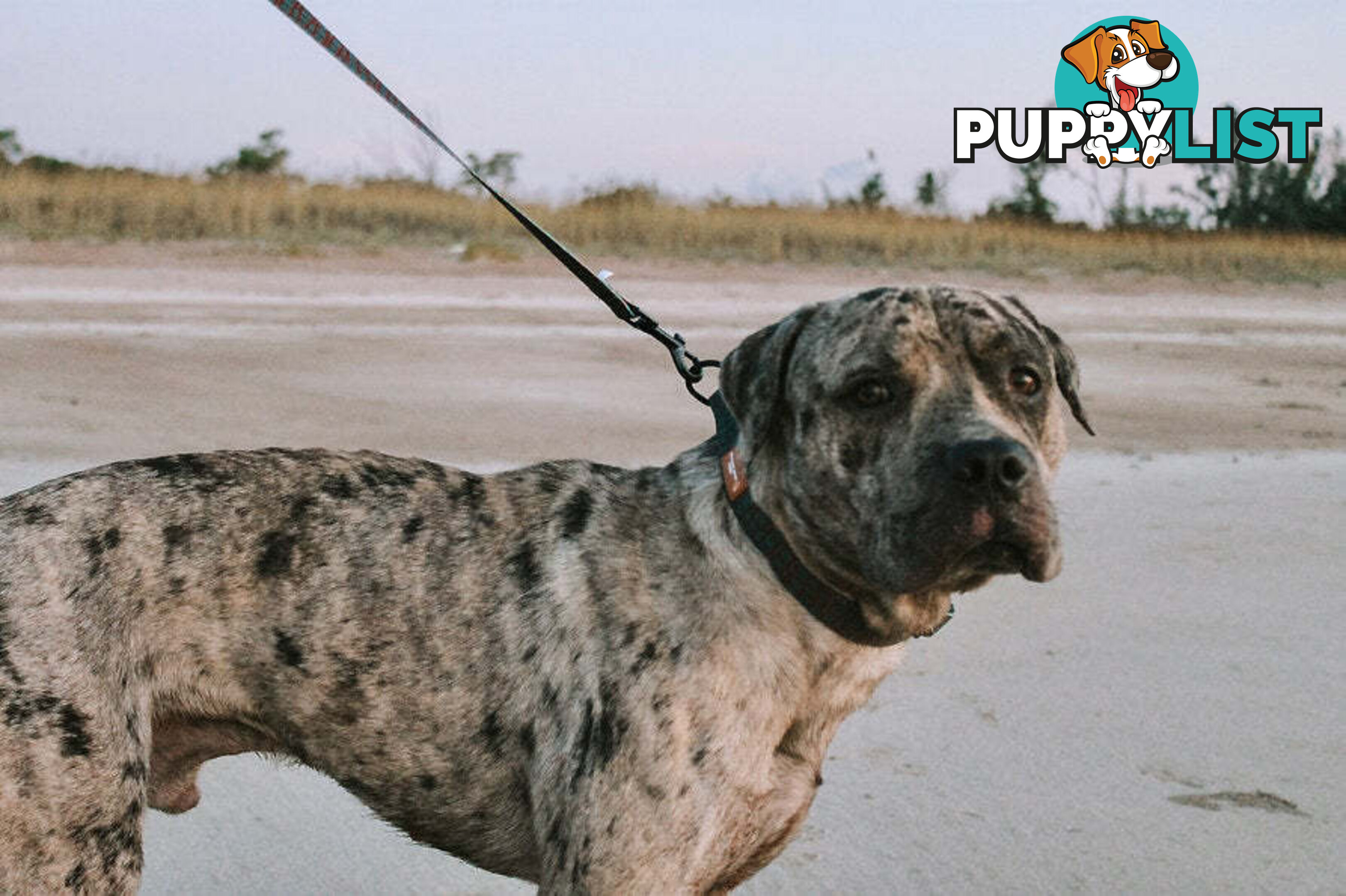 Designer Dog Collars by Explore with Paws - EWPCOLXSTURN