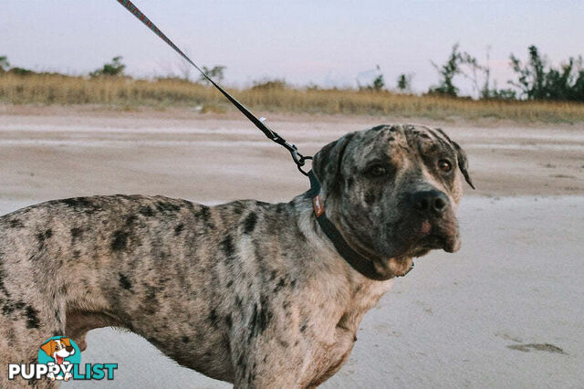 Designer Dog Collars by Explore with Paws - EWPCOLXSTURN