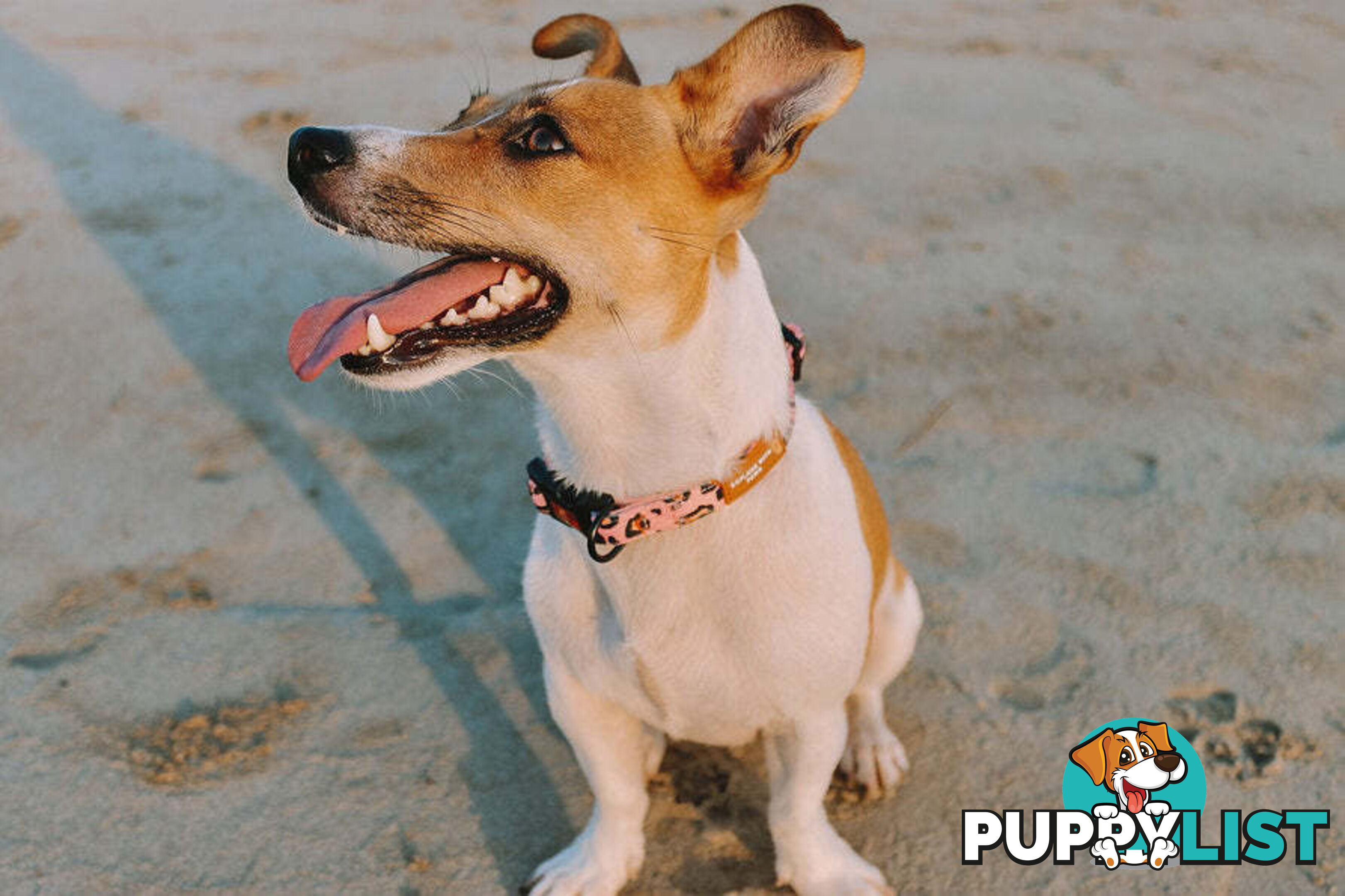 Designer Dog Collars by Explore with Paws - EWPCOLXSTURN