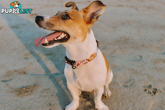 Designer Dog Collars by Explore with Paws - EWPCOLXSTURN