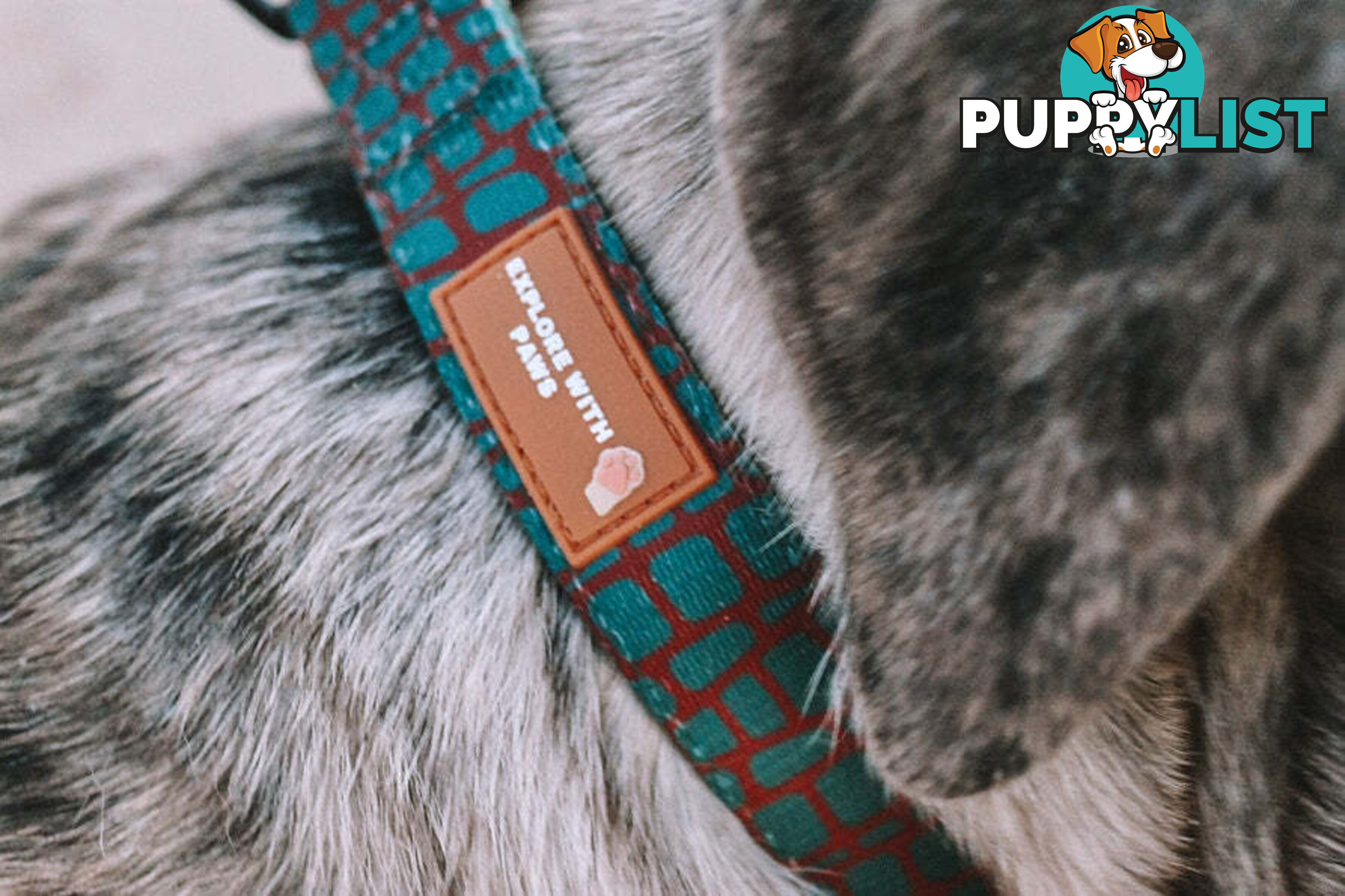Designer Dog Collars by Explore with Paws - EWPCOLXSTURN