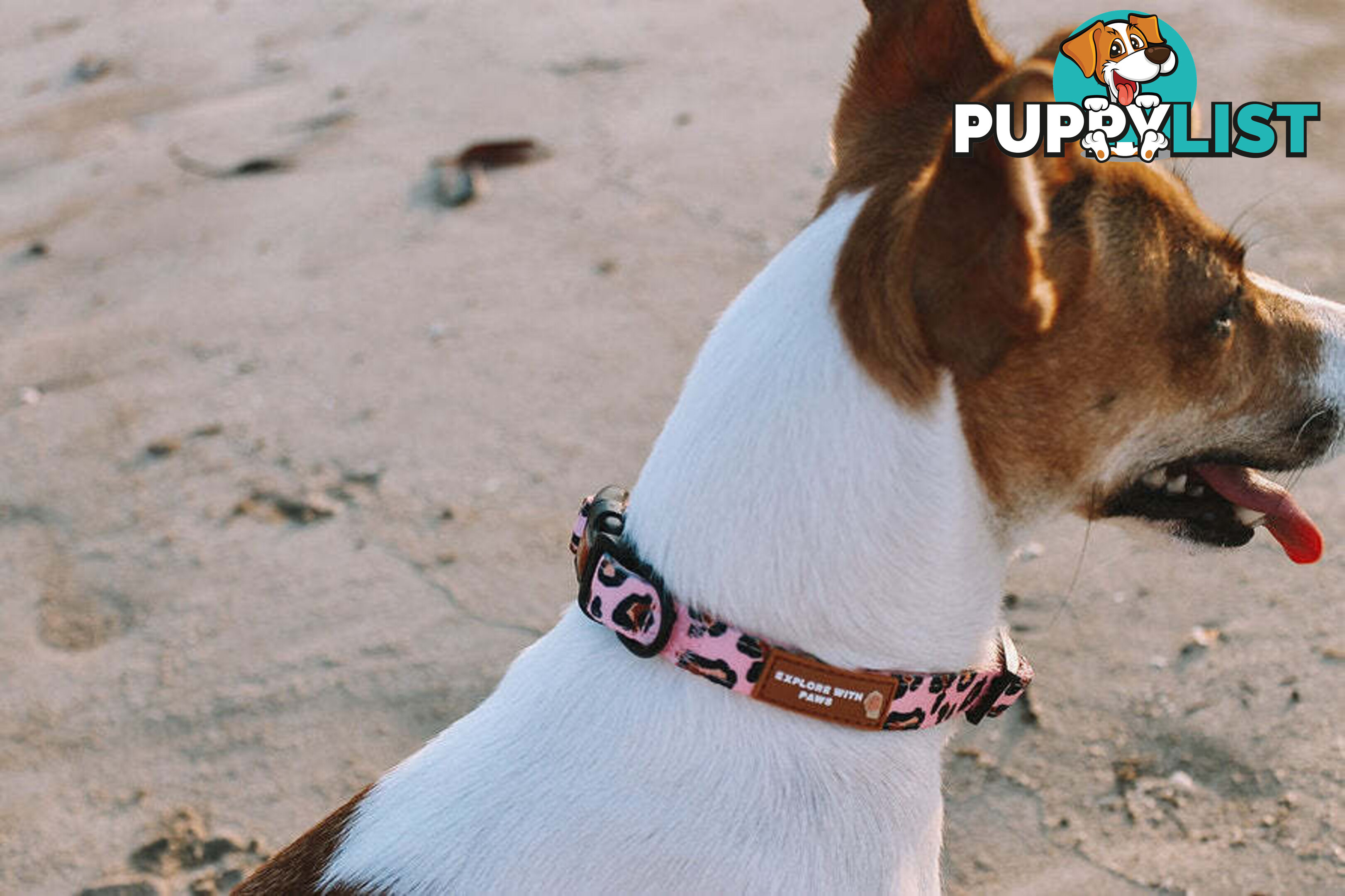 Designer Dog Collars by Explore with Paws - EWPCOLXSTURN