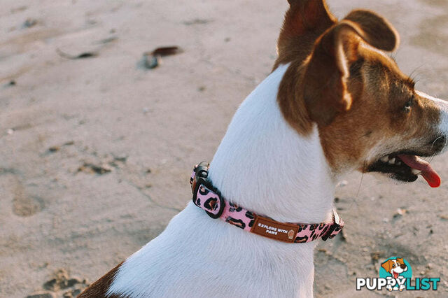 Designer Dog Collars by Explore with Paws - EWPCOLXSTURN