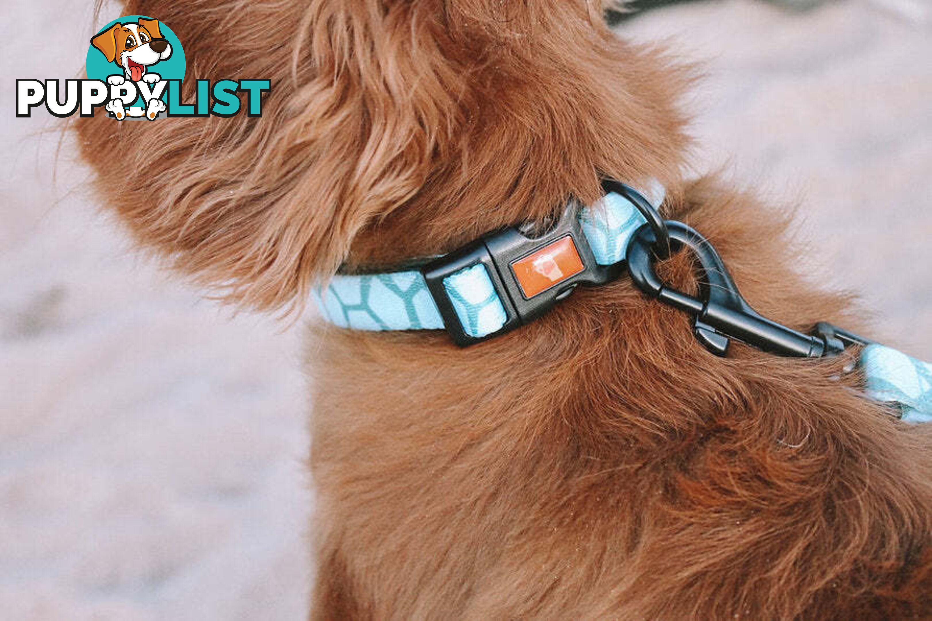 Designer Dog Collars by Explore with Paws - EWPCOLXSTURN