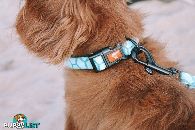 Designer Dog Collars by Explore with Paws - EWPCOLXSTURN