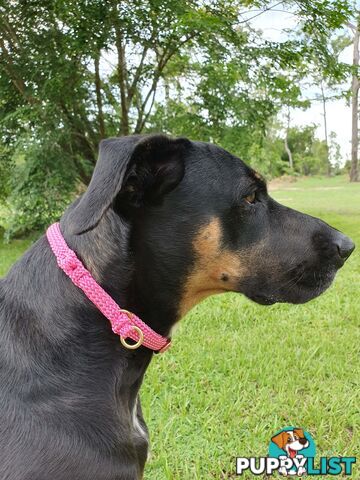 No Stitching Dog Collars Tough Yarnix - YNXCOLSLP20LBLUYEL