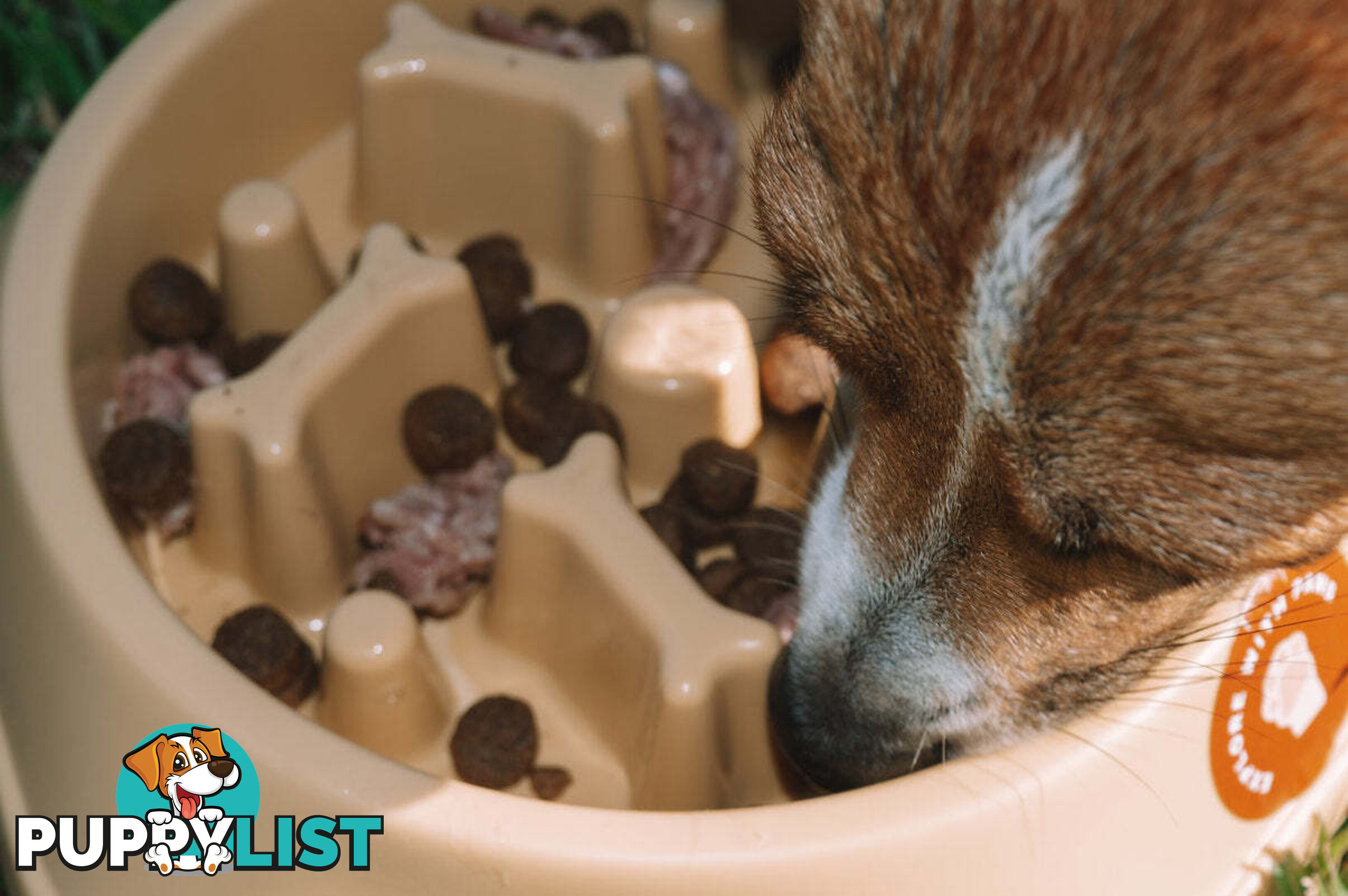 Slow Feeder Bowl - Explore with Paws - EWPSLOBOWGRN