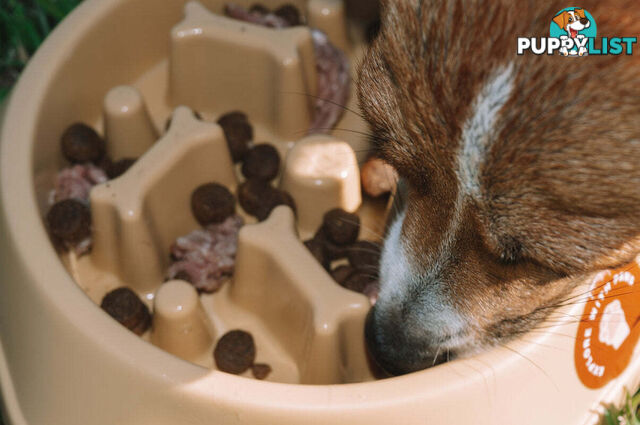 Slow Feeder Bowl - Explore with Paws - EWPSLOBOWGRN