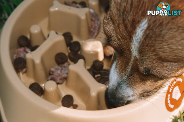 Slow Feeder Bowl - Explore with Paws - EWPSLOBOWSAL