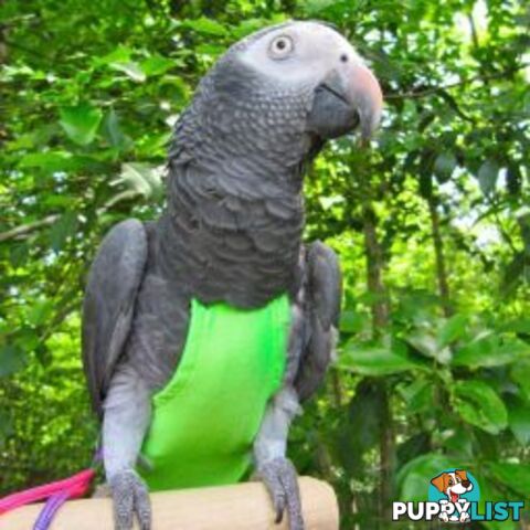Bird Featherwear Flightsuit Harness & Diaper by Avian Fashions - AF-FS-RED