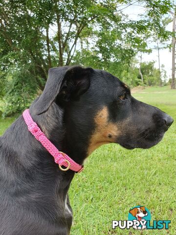 No Stitching Dog Collars Tough Yarnix - YNXCOLSLP20MBLUYEL