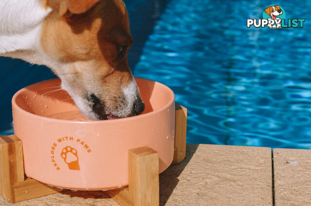 Ceramic Bowl with Wooden Stand - Explore with Paws - EWPBOWCERWHI
