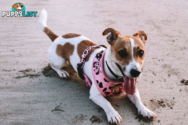 Designer Dog Harness by Explore with Paws - EWPHARTIGXSN