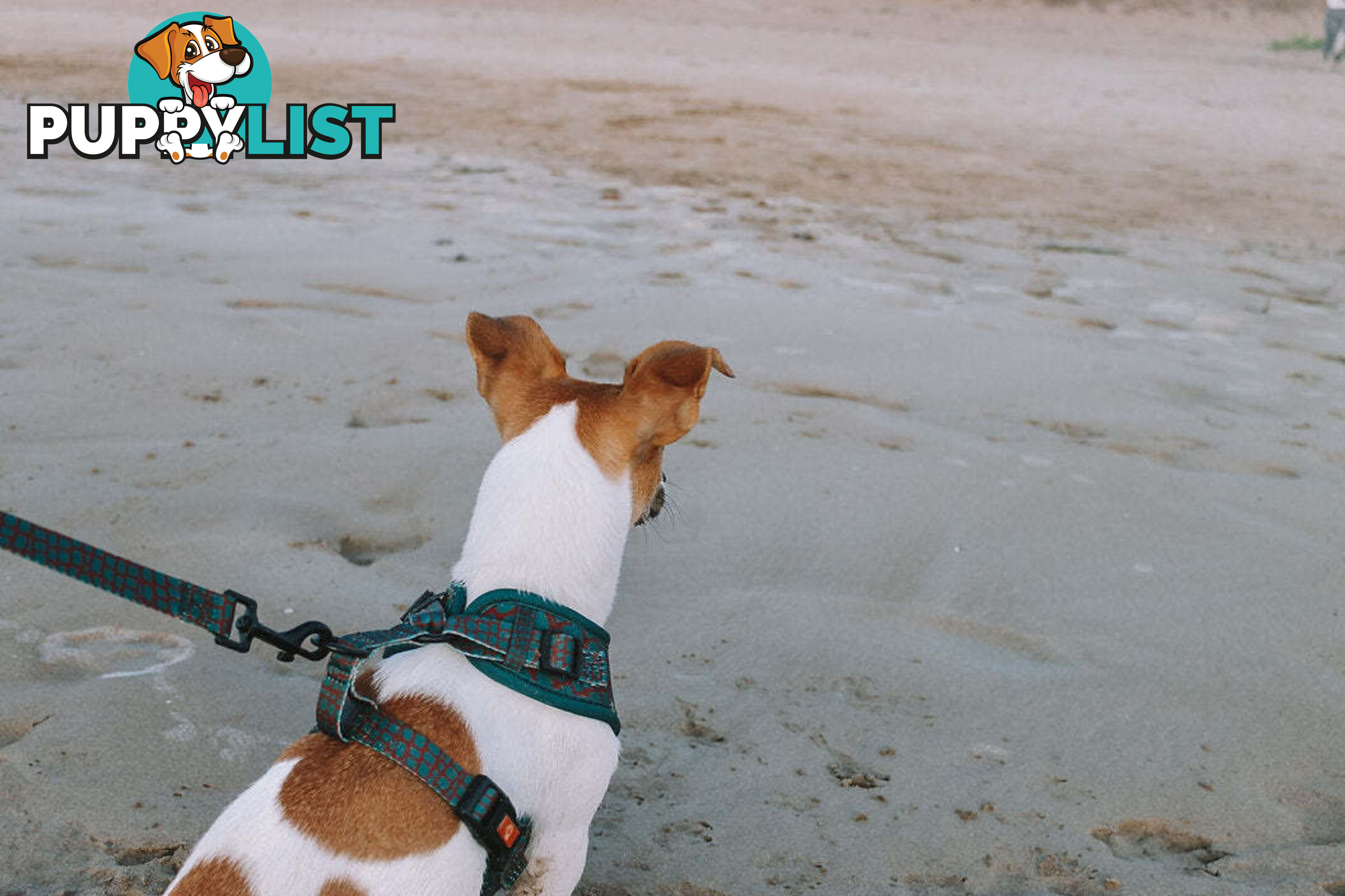 Designer Dog Harness by Explore with Paws - EWPHARTIGXSN