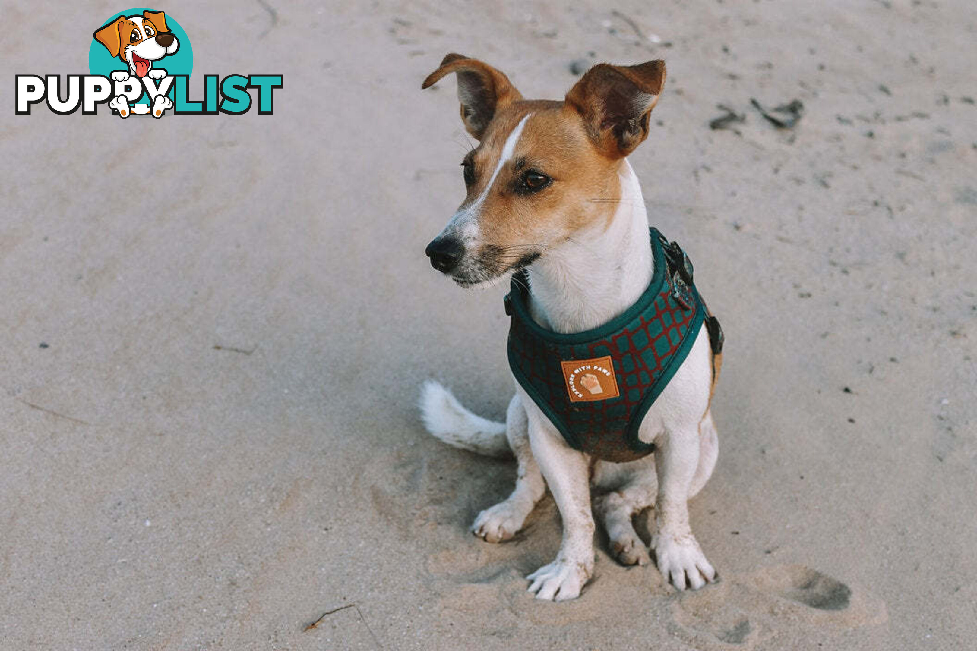 Designer Dog Harness by Explore with Paws - EWPHARTIGXSN
