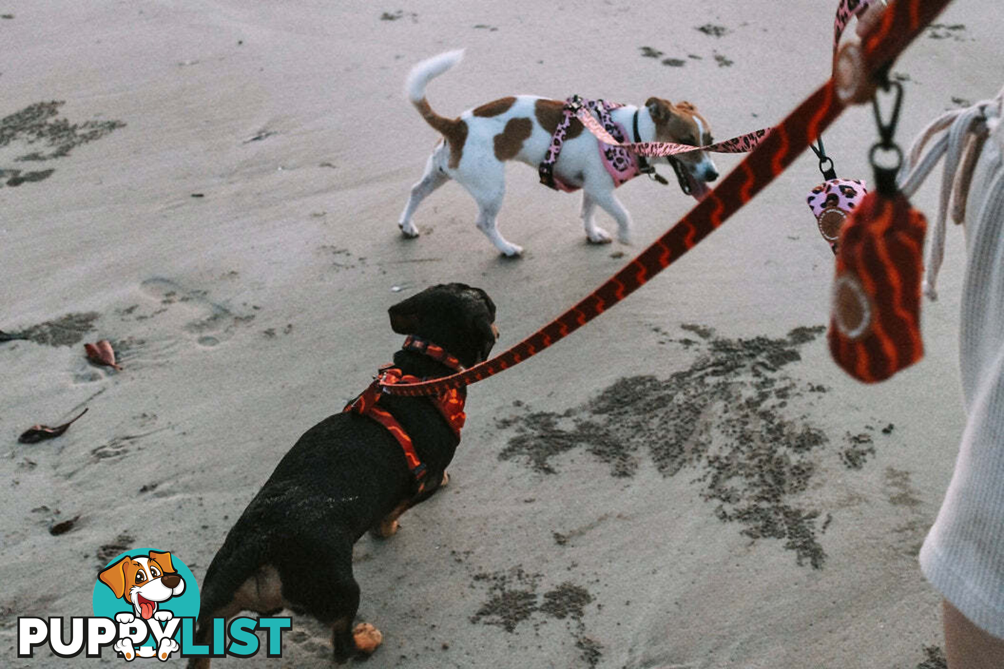Designer Dog Harness by Explore with Paws - EWPHARTIGXSN