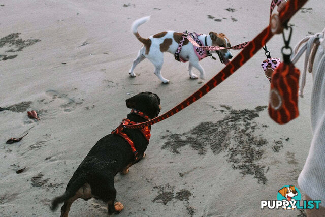 Designer Dog Harness by Explore with Paws - EWPHARTIGXSN