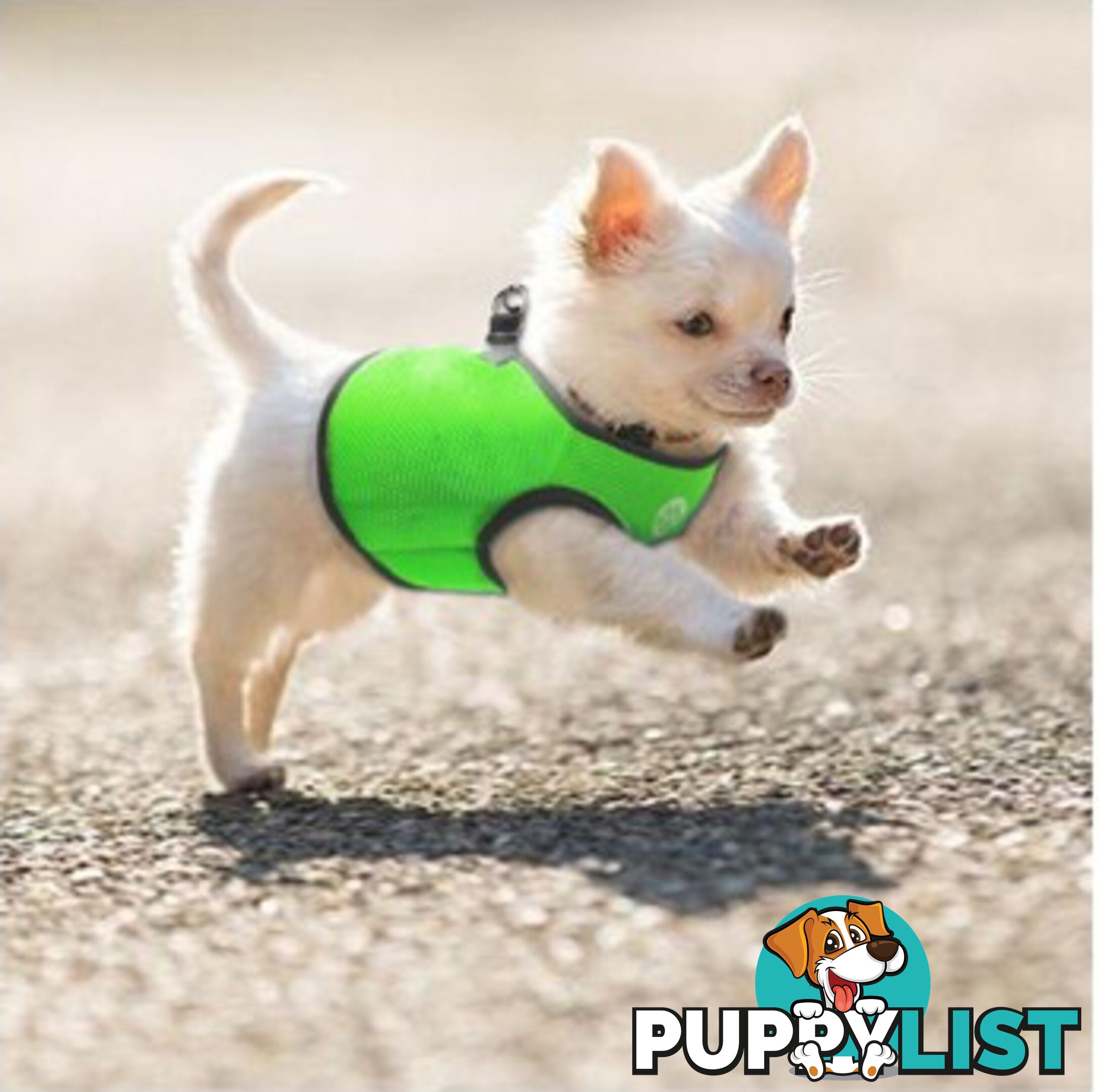 Doggie ID Vest Soft Air Mesh Personlised Embroidered - MDPIDVESXSPUR