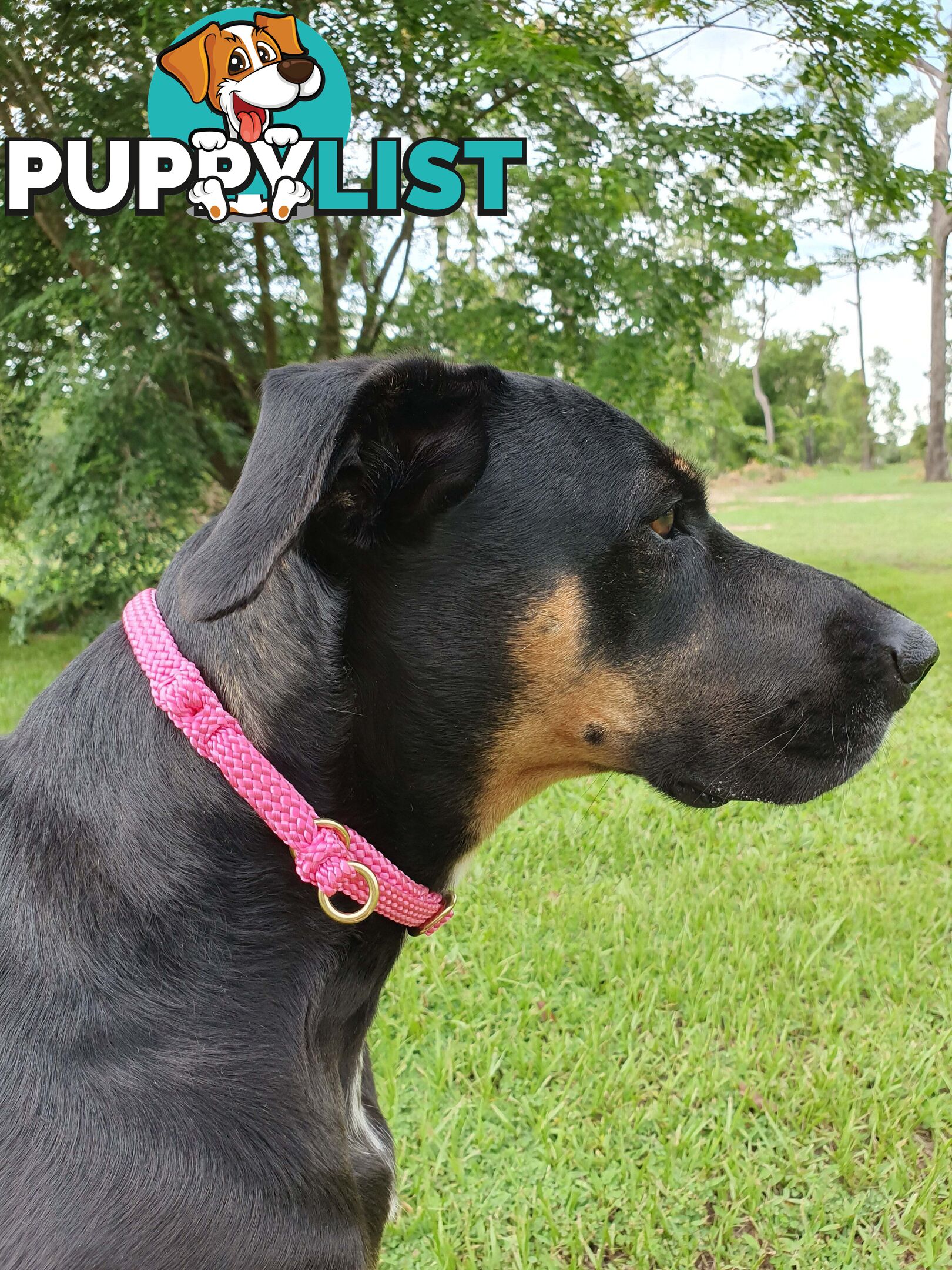 No Stitching Dog Collars Tough Yarnix - YNXCOLSLP20MREDBLK