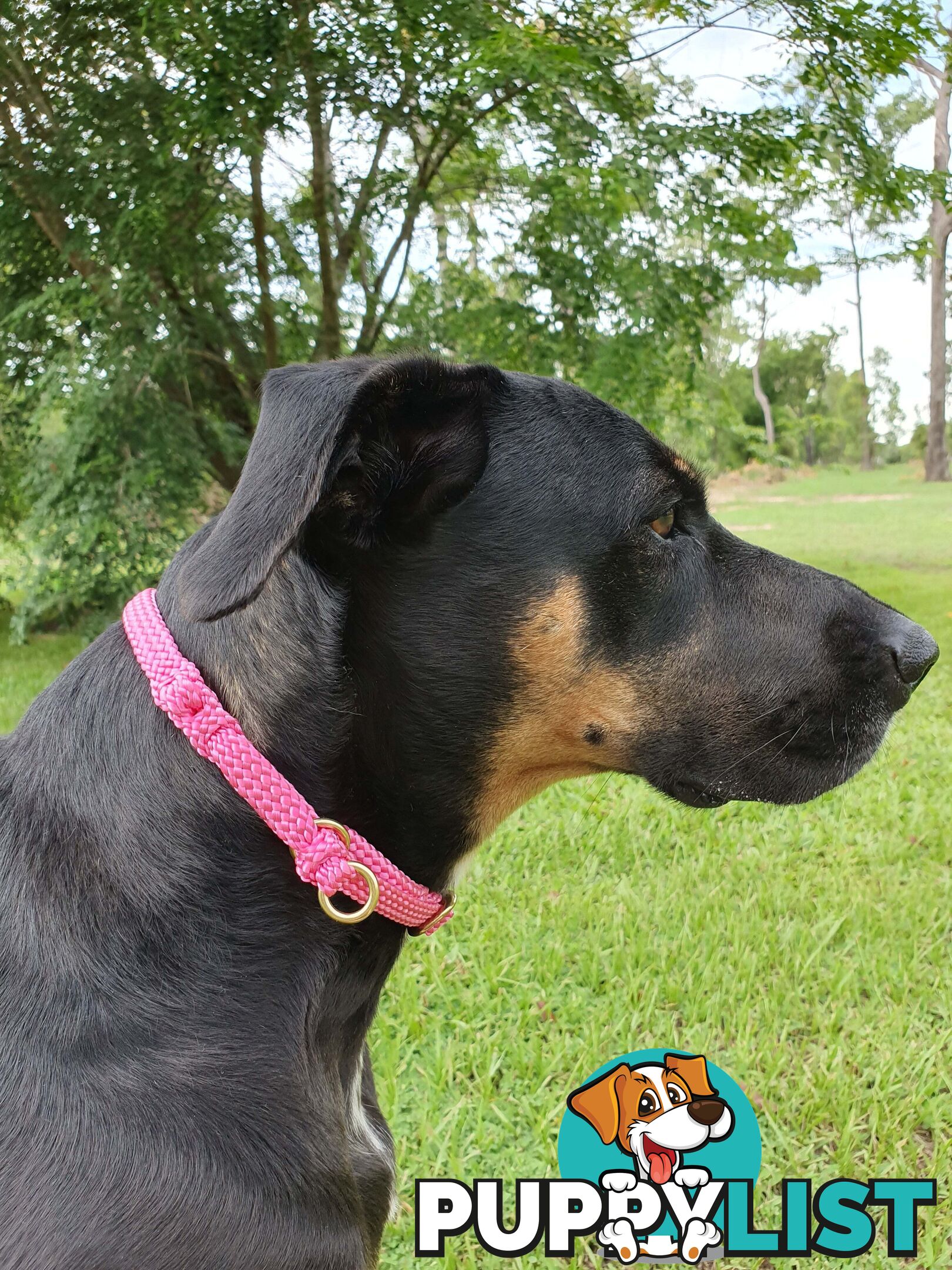 No Stitching Dog Collars Tough Yarnix - YNXCOLSLP10SGRN