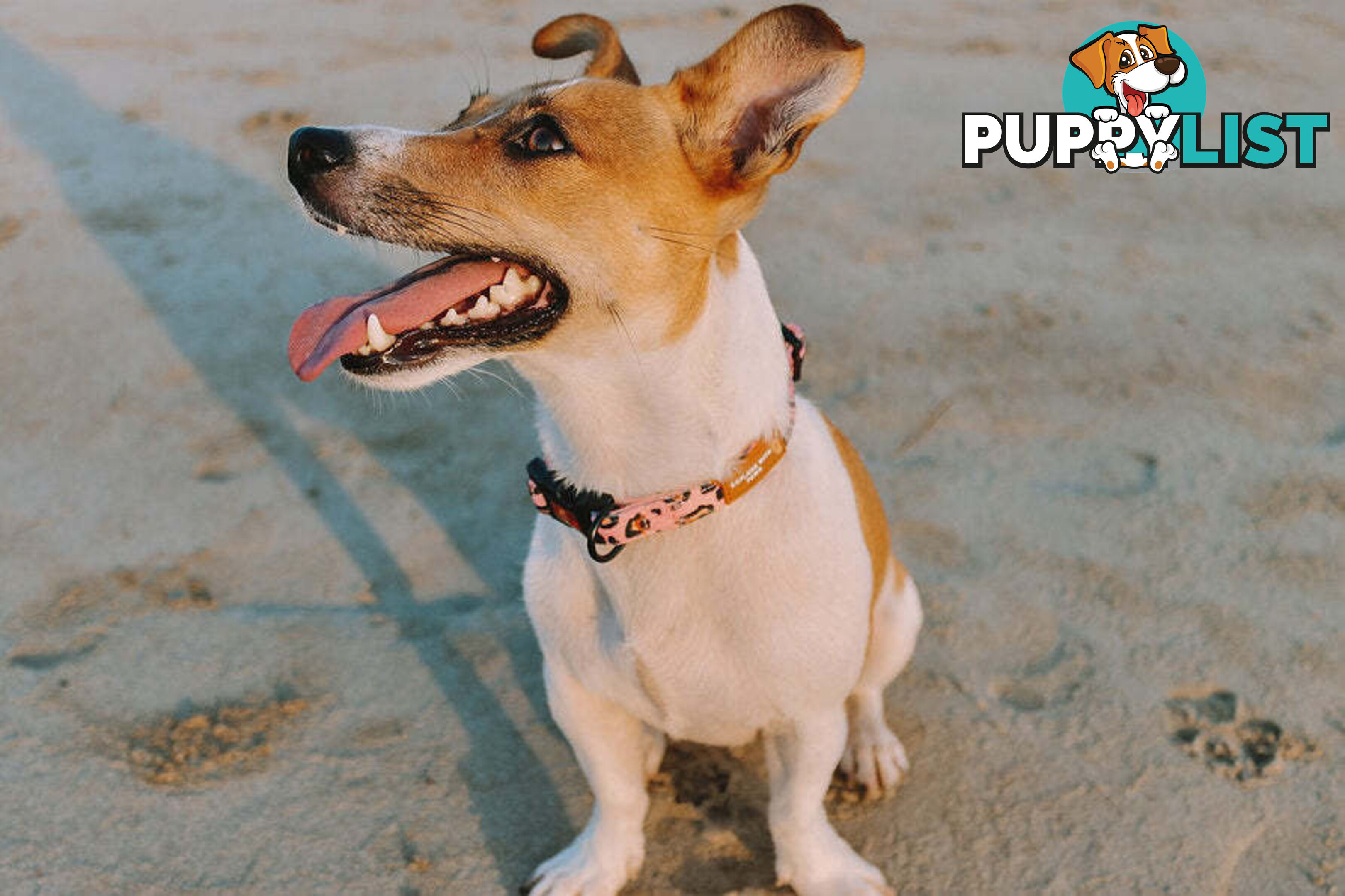 Designer Dog Collars by Explore with Paws - EWPCOLLTIGN