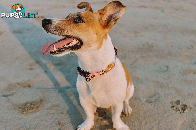 Designer Dog Collars by Explore with Paws - EWPCOLLTIGN