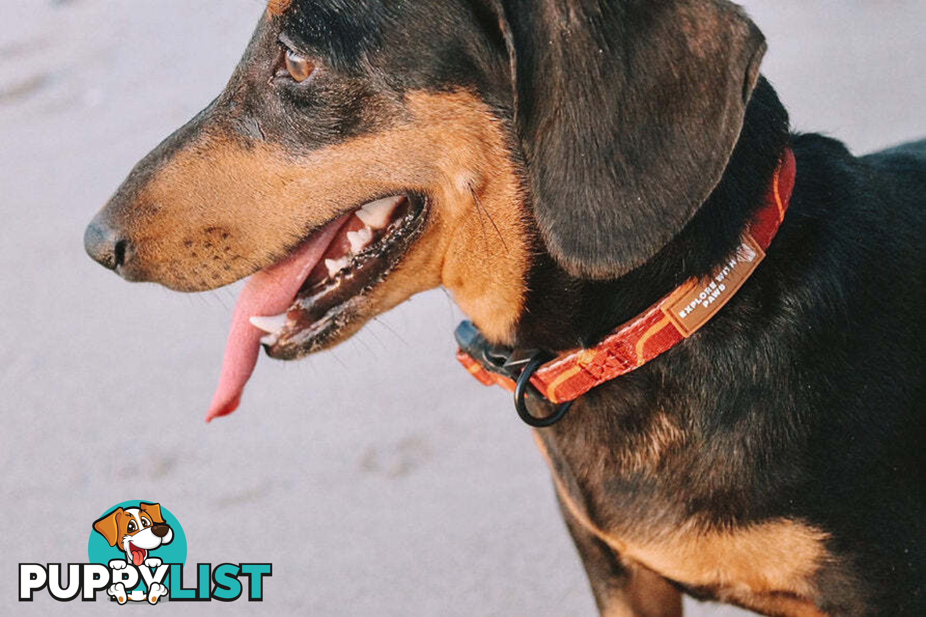 Designer Dog Collars by Explore with Paws - EWPCOLLTIGN
